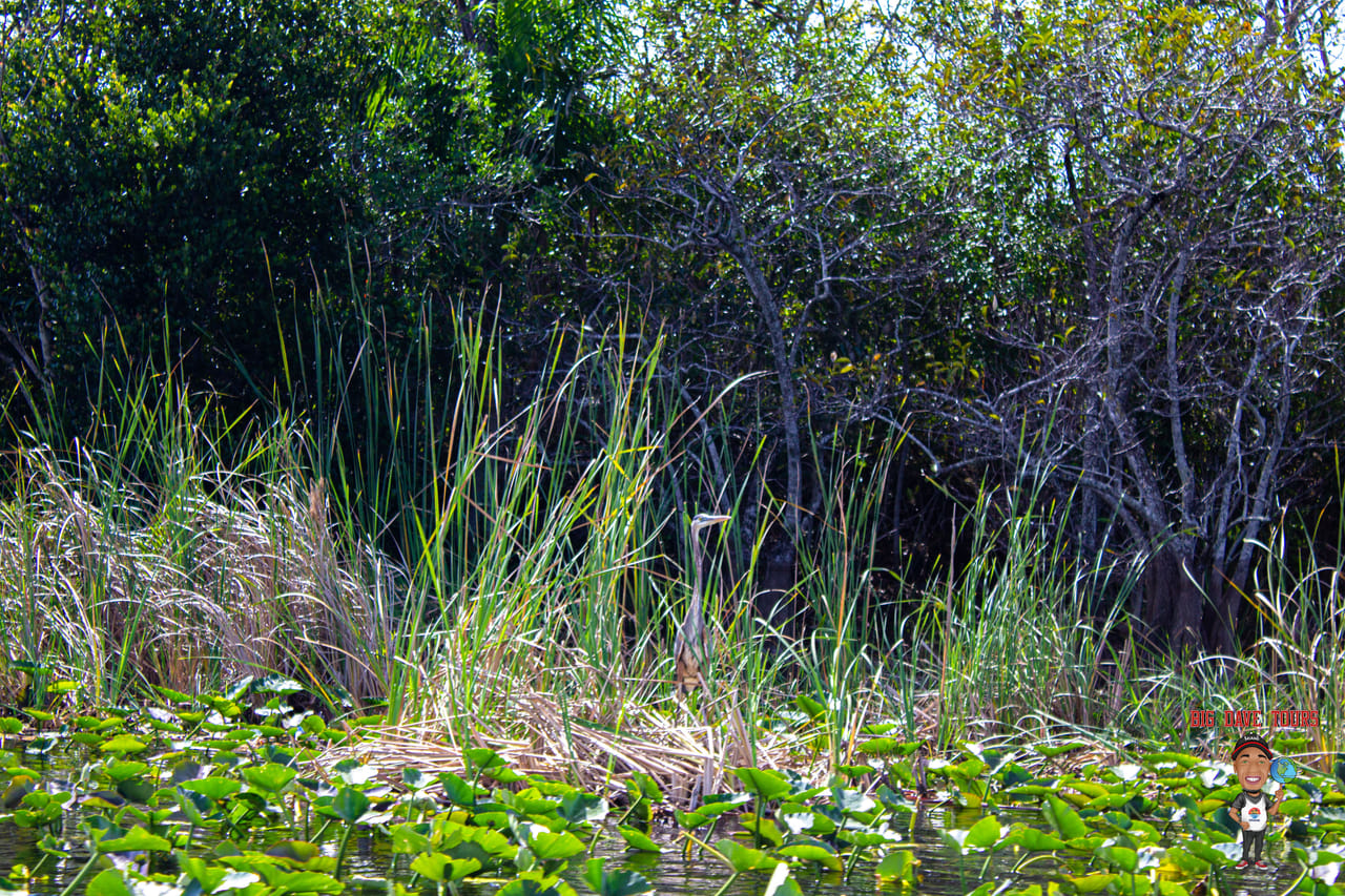 Miami's #1 Everglades Adventure: Airboat Ride, Gator Show, Park Entry & Free Transportation 8