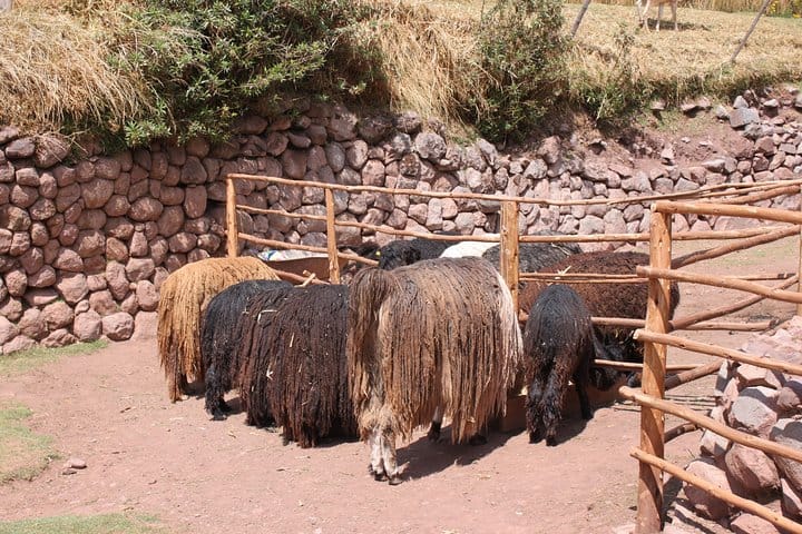 Awana Kancha