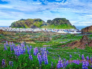 Vestmannaeyjar - The Westman Islands, photo 9