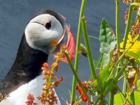 Full Day Private Iceland South Coast Tour , photo 5