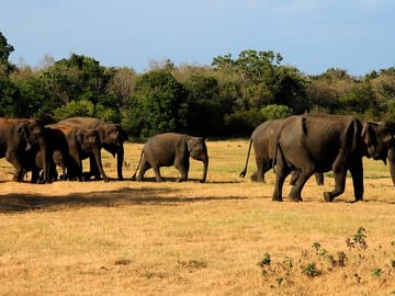 Minneriya National Park Safari Tour from Anuradhapura