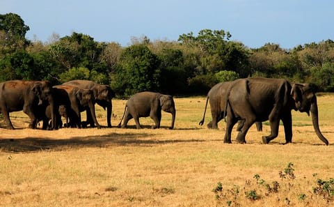 Minneriya National Park Safari Tour from Anuradhapura