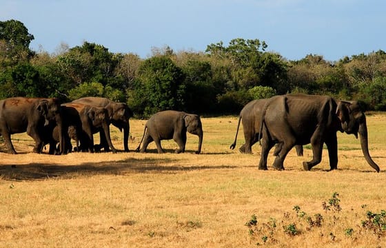 Minneriya National Park Safari from Anuradhapura