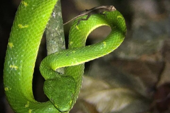 Rain forest night tour