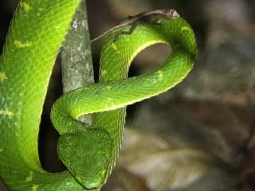 Green Viper Rain forest night tour with johnny loves nature