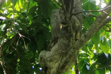 Full-Day Guided Tour of Manuel Antonio National Park