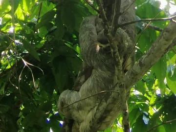 Full-Day Guided Tour of Manuel Antonio National Park