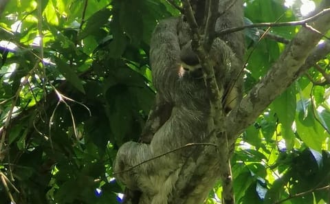 Full-Day Guided Tour of Manuel Antonio National Park