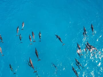 Snorkeling Tour at Dolphin House in Hurghada, Egypt