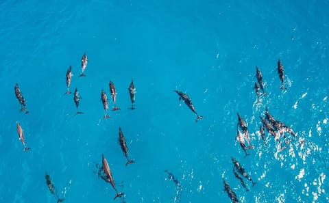 Snorkeling Tour at Dolphin House in Hurghada, Egypt