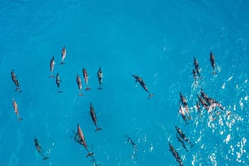 Snorkeling Tour at Dolphin House in Hurghada, Egypt