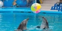 Dolphin Show & Swimming in Sharm EL Sheikh 9
