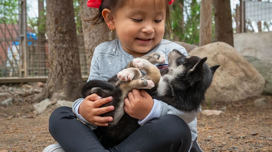 Husky hugging, petting, Husky Park, Siberian Husky, Rovaniemi Lapland