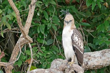Private Full Day Wildlife Tour of Wilpattu National Park from Colombo