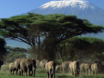 Amboseli national park