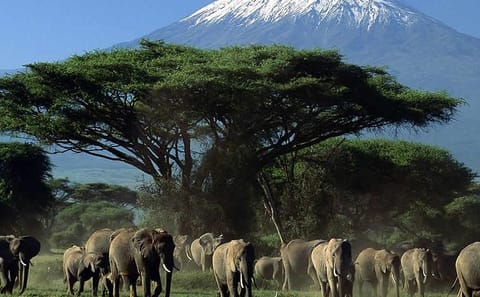 All-Inclusive 3-Day Camping Safari in Amboseli National Park