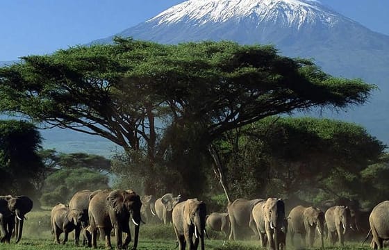 3-Day, All-Inclusive Amboseli Camping Safari