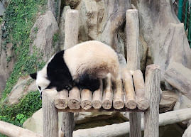  الباندا العملاقة في حديقة حيوان نيجارا  لقاء مميز مع الحيوان اللطيف والأيقوني في ماليزيا