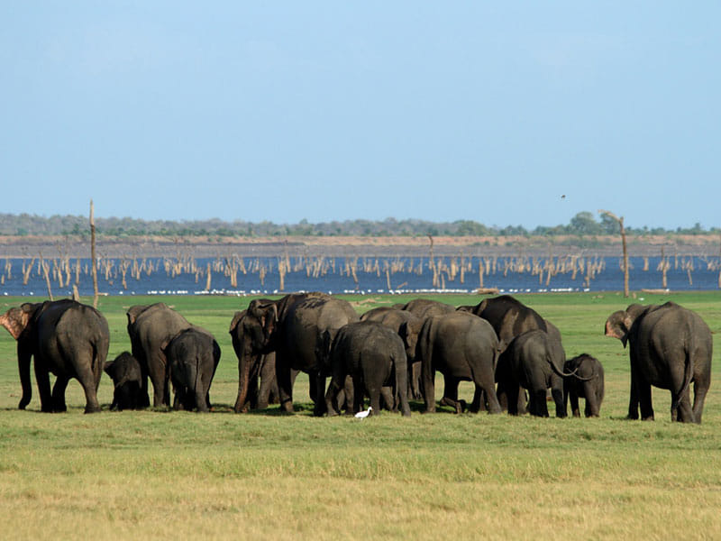 HABARANA ELEPHANT WATCHING