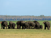 HABARANA ELEPHANT WATCHING