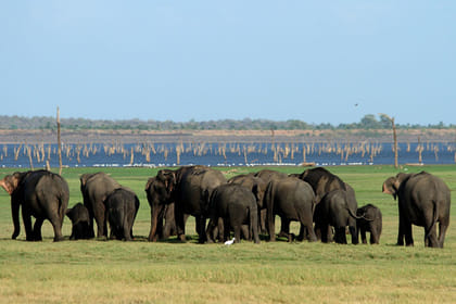 Sri Lankan Traditional Foods & Cultural Tour