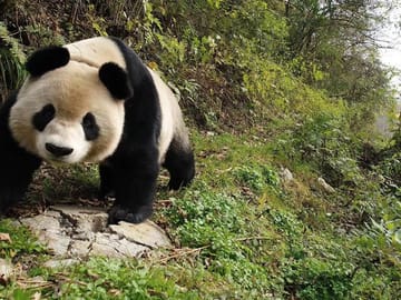 Cooking and Food tour in Panda’s hometown 2 days trip