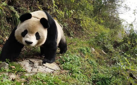 Cooking and Food tour in Panda’s hometown 2 days trip