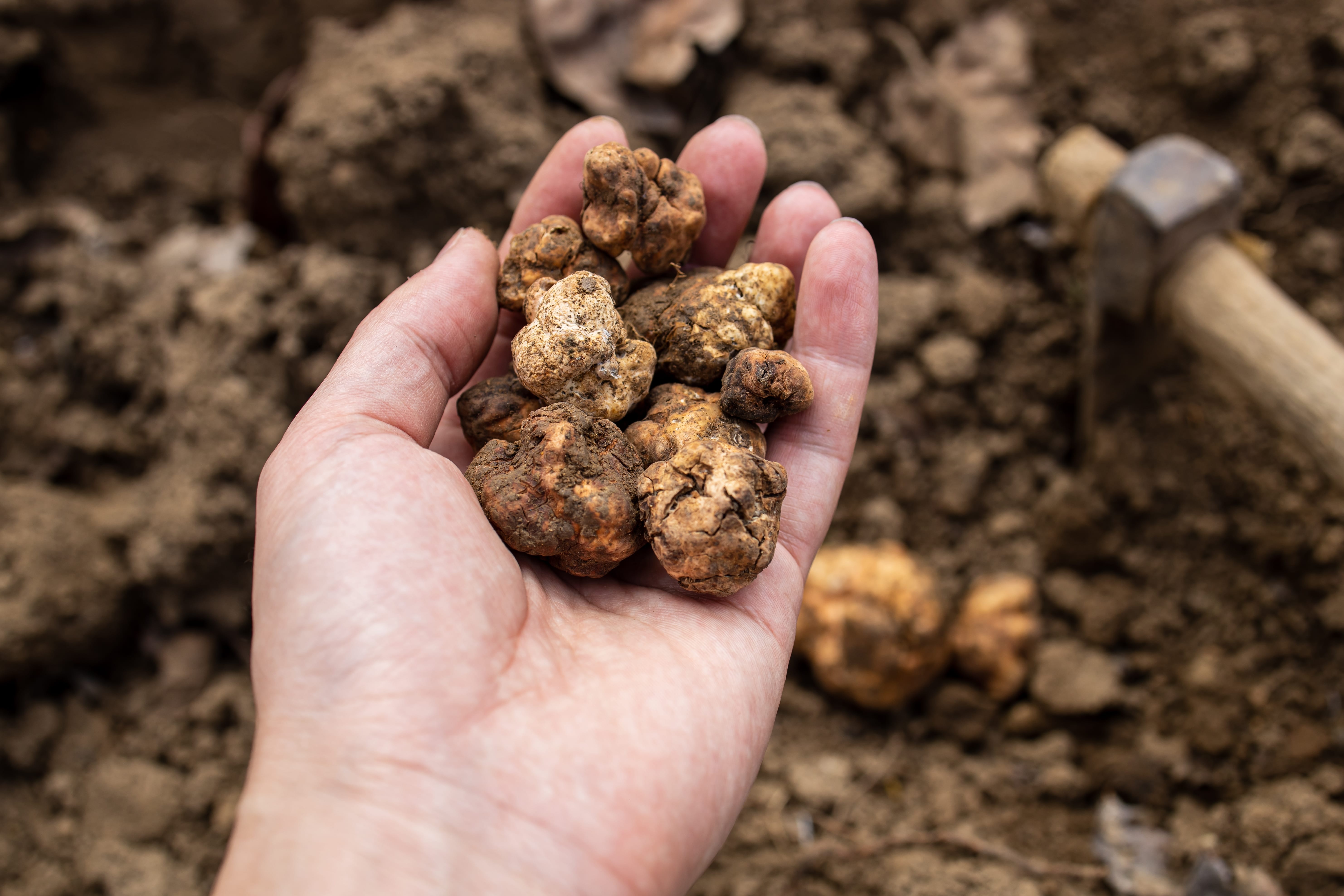 OT Truffle Hunting with Gourmet Truffle Lunch in a Winery of San Gimignano from Florence