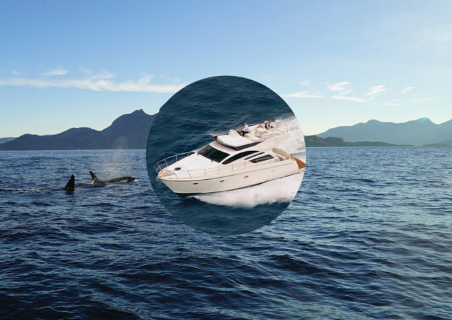 Whale safari - Luxury Yacht Arctic Queen