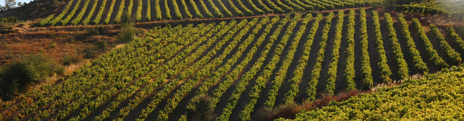 Private Nemean Wine Tour, Ancient Nemea & Mycenae from Athens 9