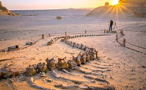 Private Tour Fayoum Oasis & WATERFALLS & Sandboarding with LUNCH
