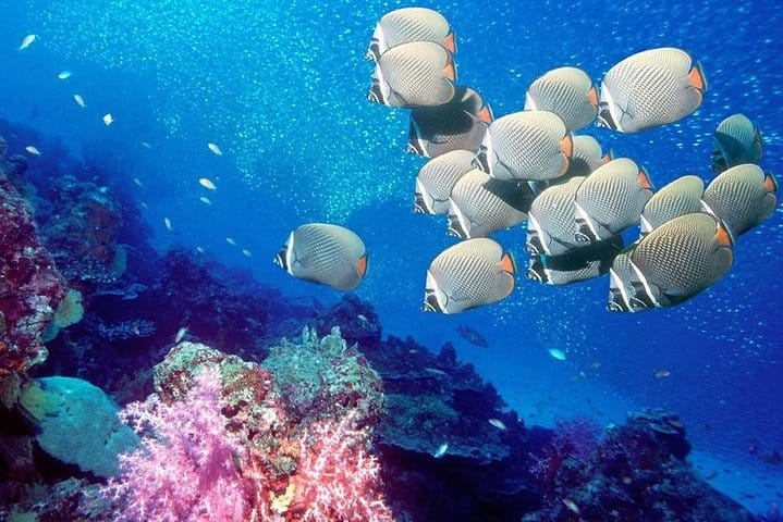 Marsa-Alam Snorkeling day trip Nefertari Cruise