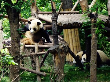 Chengdu Research Base of Giant Panda Breeding Ticket pre-booking