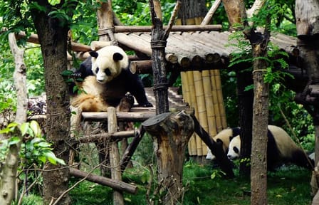Giant Panda Viewing Experience at Chengdu Research Base
