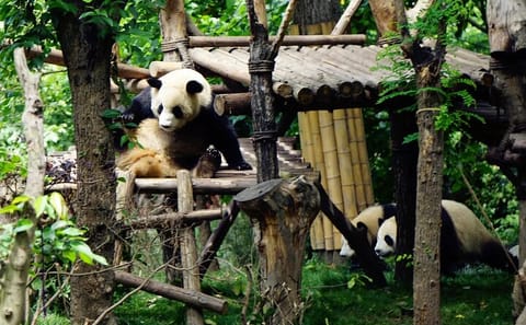 Giant Panda Viewing Experience at Chengdu Research Base
