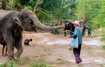 Phuket: Ethical Elephant Sanctuary Experience