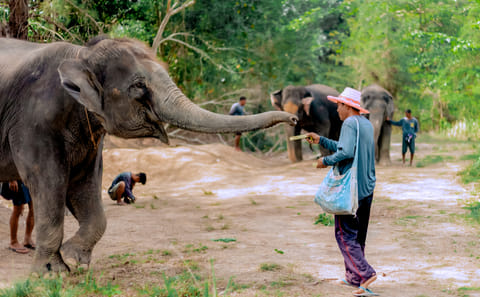 Phuket: Ethical Elephant Sanctuary Experience