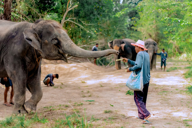 Phuket: Ethical Elephant Sanctuary Experience preview 3