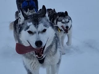 Siberian Husky Dog Sledding, photo 19
