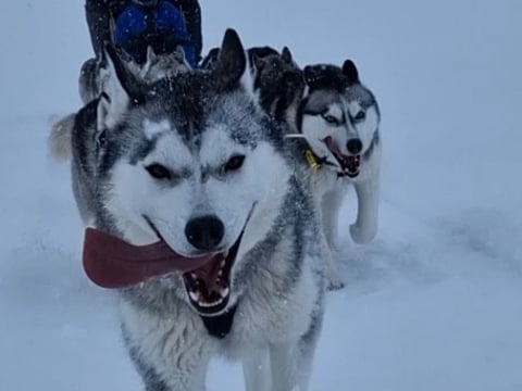 Siberian Husky Dog Sledding, photo 19