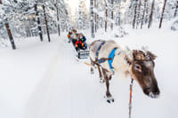 Snowmobile Safari and Reindeer Experience 8