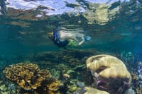 Half Day Guided Snorkeling Adventure in Puerto Morelos 10