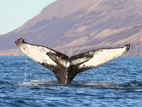 Express Whale Watching From Dalvík, photo 12