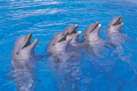 Aqualand Costa Adeje Entrance Ticket in Tenerife 10
