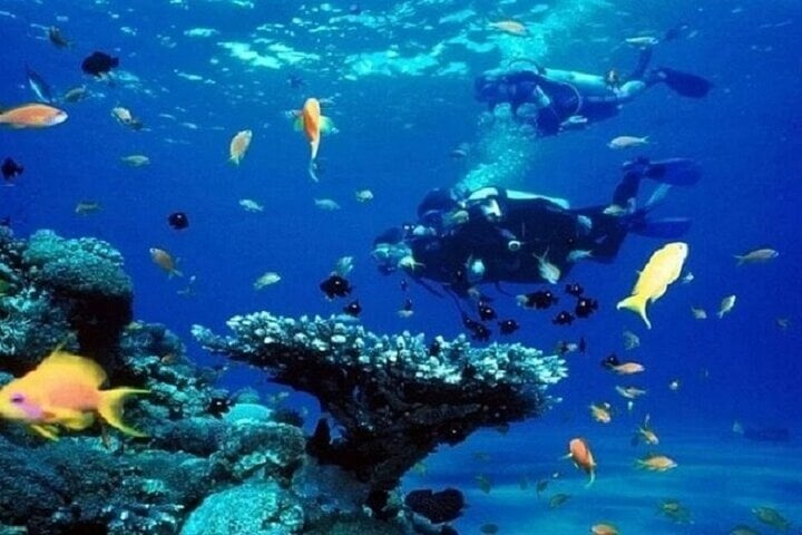 Full Day Coral Garden Snorkeling & Diving with Lunch : Marsa Alam