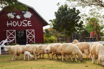 Pattaya Instagram Must-Visit Day Tour from Bangkok