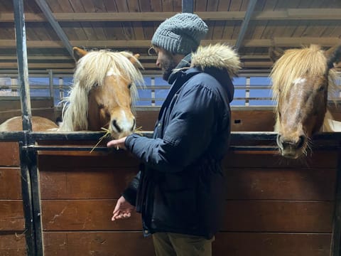 Our guide Michele feeding horses at Sturlureikir Horse Farm