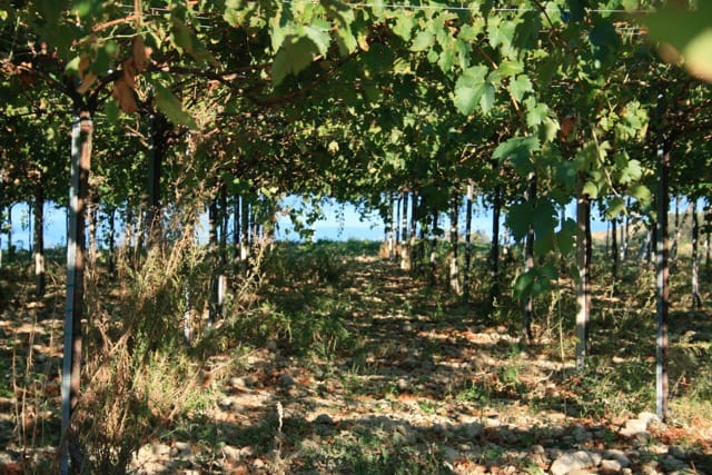 Visita la cantina Roveri e degusta i suoi vini photo 5