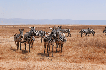 5-Day Safari Adventure in Serengeti National Park, Tanzania