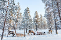 Snowmobile Safari and Reindeer Experience 4